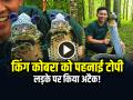 VIDEO: किंग कोबरा को पहनाई टोपी, वीडियो सोशल मीडिया पर हुआ वायरल - Hindi News | King Cobra wear a Knitted Cap Video Goes Viral on Social Media | Latest weird News at Lokmatnews.in