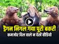 VIDEO: खूंखार ड्रैगन निगल गया पूरी बकरी, कमजोर दिल वाले न देखें वीडियो - Hindi News | Komodo Dragon Swallowed Whole Goat Watch Viral Video | Latest weird News at Lokmatnews.in