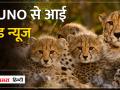 Kuno National Park से आई खुशखबरी, चीता Jwala ने दिया 3 शावकों को जन्म - Hindi News | Good news came from Kuno National Park, Cheetah Jwala gave birth to 3 cubs | Latest india Videos at Lokmatnews.in