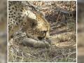 Cheetah Mother Gamini: बधाई हो बधाई, खुशी का कोई अंत नहीं है, एक साथ छह शावक का जन्म, अफ्रीकी मादा चीता 'गामिनी' किया धमाल - Hindi News | South African Cheetah Mother, Gamini, Sets Record With Six Cubs clarifies Minister Bhupender Yadav Kuno National Park in Madhya Pradesh see video | Latest weird News at Lokmatnews.in