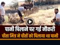 पानी पिलाने पर गई नौकरी, चीता मित्र ने चीतों को पिलाया था पानी, जानें क्या है पूरा मामला - Hindi News | Kuno National Park The Department Fired Employee who used to give water to cheetahs | Latest weird News at Lokmatnews.in