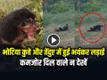 VIDEO: भोटिया कुत्ते और तेंदुए में हुई भयंकर लड़ाई, कमजोर दिल वाले न देखें - Hindi News | Leopard and Dog Fight Video goes viral on social media | Latest weird News at Lokmatnews.in