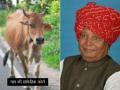 83 साल के बुजुर्ग BJP सांसद पर गाय ने किया हमला, सीने की 2 पसलियां टूटीं, ICU में भर्ती - Hindi News | Gujrat BJP MP Liladhar Vaghela seriously injured in cow attack, 2 ribs broken, admitted in ICU | Latest india News at Lokmatnews.in