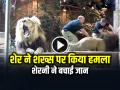 VIDEO: शेर ने शख्स पर किया हमला, शेरनी ने बचाई जान, देखें वीडियो - Hindi News | Lion Attack Zookeeper Lioness saved his life, watch the video | Latest weird News at Lokmatnews.in