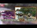 सड़क पर निकला शेरों का काफिला, वीडियो हुआ वायरल - Hindi News | | Latest weird Videos at Lokmatnews.in