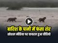 VIDEO: बारिश के पानी में फंसा शेर, सोशल मीडिया पर वायरल हुआ वीडियो - Hindi News | Watch Lion Trapped in Rain Water in the Coastal Area of ​​Amreli, Gujarat video goes viral on social media | Latest weird News at Lokmatnews.in