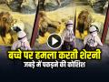 Viral Video: बच्चे पर हमला करती शेरनी, जबड़े में पकड़ने की कोशिश, देखें वायरल वीडियो - Hindi News | Lioness Attack Toddler in Zoo Video Goes Viral on Social Media | Latest weird News at Lokmatnews.in