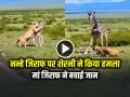 VIDEO: नन्हे जिराफ पर शेरनी ने किया हमला, मां जिराफ ने बचाई जान, देखें वायरल वीडियो - Hindi News | Lioness Attacked Baby Giraffe Mother Save Child Giraffes Watch Viral Video | Latest weird News at Lokmatnews.in