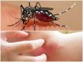 Monsoon Health Tips: डेंगू मच्छरों का नामोनिशान मिटा देंगे ये 4 पौधे - Hindi News | Monsoon Health Tips: plants, home remedies help repel mosquitoes and other insects around your yard | Latest health News at Lokmatnews.in