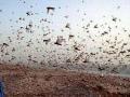 Locust attack: नागपुर के अजनी गांव में टिड्डी दल, ड्रोन से छिड़के जा रहे कीटनाशक, कई राज्यों में फैला आतंक - Hindi News | Maharashtra Locust attack Ajni village Nagpur insecticides being sprayed by drones terror spread in many states | Latest india News at Lokmatnews.in
