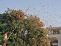 Locust attack: फिर लौटीं टिड्डियां, छह राज्यों के 71 जिलों में देखा गया, फसलों पर हमला, ड्रोन से दवा छिड़काव - Hindi News | Rajasthan jaipur Locust attack returned again 71 districts six states attacking crops spraying drugs with drones | Latest india News at Lokmatnews.in