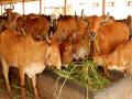 Lumpy Virus: पंजाब में एक महीने में 400 से ज्यादा गायों की मौत, 20 हजार संक्रमित - Hindi News | Lumpy Virus More than 400 cows died in a month in Punjab, 20 thousand infected | Latest india Photos at Lokmatnews.in