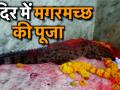 गुजरात: मंदिर में घुसा मगरमच्छ, वन विभाग के अधिकारियों ने बचाया - Hindi News | | Latest india Videos at Lokmatnews.in