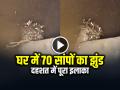VIDEO: घर में सांपों का झुंड, दहशत में पूरा इलाका, देखें वायरल वीडियो - Hindi News | Maharajganj 70 Snakes Found in House Basement Video Goes Viral | Latest weird News at Lokmatnews.in