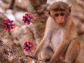 Monkey B virus symptoms: बुखार, बदन दर्द, सिरदर्द, ये हैं 'मंकी बी वायरस' के 5 गंभीर लक्षण - Hindi News | Monkey B virus symptoms in Hindi: what is Monkey B virus, early sign and symptoms in Hindi | Latest health News at Lokmatnews.in