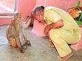 यहां हनुमान मंदिर में 8 सालों से है ये बंदर, भक्तों को देता है आशीर्वाद - Hindi News | This monkey blesses devotees in Hanuman temple | Latest weird News at Lokmatnews.in