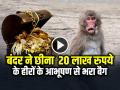 VIDEO: वृन्दावन में बंदर ने छीना 20 लाख रुपये के हीरों के आभूषण से भरा थैला, देखें वीडियो - Hindi News | Monkey Snatched Bag full of diamonds worth 20 lakhs video viral | Latest weird News at Lokmatnews.in