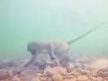 Video: पानी के अंदर से बंदर निकालता है खाना, देखकर हो जाएंगे हैरान - Hindi News | Viral Video Trending: Monkey takes food from under water, will be surprised to see | Latest weird News at Lokmatnews.in