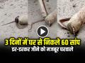 3 दिनों में घर से निकले 60 सांप, डर-डरकर जीने को मजबूर घरवाले, देखें वीडियो - Hindi News | More Than 60 Snakes found in a House in 3 days video goes viral | Latest weird News at Lokmatnews.in