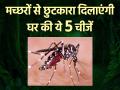 मच्छरों से छुटकारा दिलाएंगी घर की ये 5 चीजें, मलेरिया जैसी बीमारी से होगा बचाव - Hindi News | mosquitoes home remedies freedom from hidden mosquitoes in house | Latest health Photos at Lokmatnews.in