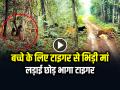 VIDEO: अपने बच्चे को बचाने के लिए टाइगर से भिड़ी मां, लड़ाई छोड़ भागा टाइगर, देखें वायरल वीडियो - Hindi News | Mother Bear Fights Tiger to Save Her Cub video goes viral Tiger Aur Bhaalu Ki Ladai | Latest weird News at Lokmatnews.in