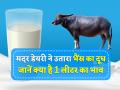 मदर डेयरी ने उतारा दिल्ली-NCR में भैंस का दूध, जानें क्या है 1 लीटर का भाव - Hindi News | Mother Dairy launches buffalo milk in Delhi-NCR at rupees 70 per litre | Latest india News at Lokmatnews.in