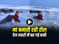 VIDEO: मां बनाती रही रील, तेज लहरों में बह गई बच्ची, देखें वायरल वीडियो - Hindi News | Mother Making Reel, Daughter Swept away in strong waves, watch viral video | Latest weird News at Lokmatnews.in