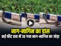 VIDEO: नहीं देखा होगा नाग-नागिन का ऐसा डांस, कमजोर दिलवाले न देखें वायरल वीडियो - Hindi News | Naag Nagin Dance Video Snake Dance Goes Viral on social media | Latest weird News at Lokmatnews.in