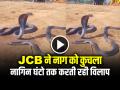 VIDEO: JCB ने नाग को कुचला, नागिन घंटो तक करती रही विलाप, देखें वीडियो - Hindi News | Naag Nagin Viral Video Snake Died Under JCB See viral video | Latest weird News at Lokmatnews.in