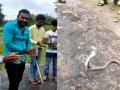 नाग पंचमी मनाने के इस अनोखे अंदाज का वीडियो सोशल मीडिया पर वायरल, युवकों ने सांप को घेरकर कहा- 'हैपी बर्थडे' - Hindi News | Some boys celebrated Nag Panchami in unique style video viral on social media | Latest weird News at Lokmatnews.in