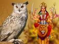 नवरात्रि में दिखें ये 4 शुभ संकेत, तो समझ लीजिए चमक गई आपकी किस्मत - Hindi News | Navratri Shubh Sanket positive sign photogallery | Latest spirituality Photos at Lokmatnews.in