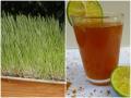 गेहूं के घास का जूस बनाकर पीने से वेट गेन-डायबिटीज होता है कंट्रोल, खराब पाचन, गैस और एसिडिटी में देता है चमत्कारी फायदा - Hindi News | wheat grass juice control weight gain diabetes helps in bad digestion gas acidity health tips in hindi | Latest health News at Lokmatnews.in