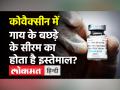 Corona Vaccine: क्या Covaxin में Calf Serum का इस्तेमाल होता है? अफवाहों पर सरकार ने जारी किया बयान! - Hindi News | Corona Vaccine Covaxin mixed with Cow Serum | Latest health Videos at Lokmatnews.in