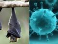 Nipah virus: क्या अगली महामारी हो सकता है निपाह वायरस ?, जानें इंसान में कैसे फैलता है और बचने के उपाय - Hindi News | what is Nipah virus, causes, risk factors, symptoms and prevention in Hindi | Latest health News at Lokmatnews.in