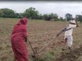 Latur Maharashtra Farmer Couple: किसानों की त्रासदी का जिम्मेदार कौन?, खुद बैल बन गए! - Hindi News | Latur Maharashtra Farmer Couple Plow Field Themselves Who responsible farmers tragedy see watch video No Money Oxen Tractor blog Vishwanath Sachdev | Latest business News at Lokmatnews.in