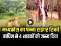 VIDEO: मध्यप्रदेश के पन्ना टाइगर रिजर्व में बाघिन ने 4 शावकों को जन्म दिया, देखें वीडियो - Hindi News | Panna Tiger Reserve Tigress Gave Birth to four cubs video Goes viral on social media | Latest weird News at Lokmatnews.in