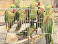 13 तोतों की दिल्ली कोर्ट में हुई पेशी, जानें वजह और कसूर? - Hindi News | 13 parrots were produced Delhi Patiala court, Here's why | Latest weird News at Lokmatnews.in