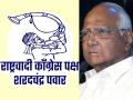 शरद पवार को मिला नया चुनाव चिन्ह 'तुरहा बजाता आदमी', पार्टी बोली- 'दिल्ली के सिंहासन को हिलाने के लिए तैयार हैं' - Hindi News | Sharad Pawar gets new election symbol 'man playing trumpet', party says - 'ready to shake the throne of Delhi' | Latest india News at Lokmatnews.in