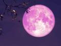 Pink Moon 2025: अप्रैल के पूर्णिमा को क्यों कहा जाता है 'पिंक मून'? जानें इसके बारे में सबकुछ - Hindi News | Pink Moon 2025 Why is the full moon of April called Pink Moon Know everything about it | Latest world News at Lokmatnews.in