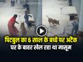 पिटबुल कुत्ते का 6 साल के बच्चे पर अटैक, घर के बाहर खेल रहा था मासूम, देखें विडियो - Hindi News | Pitbull Dog Attack 6-year-old boy in premnagar delhi, while playing outside his home, watch video | Latest weird News at Lokmatnews.in