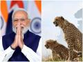 PM Modi Birthday: जन्मदिन के मौके पर पीएम मोदी Kuno National Park में छोड़ेंगे 8 चीते, यह है आज का प्रोग्राम - Hindi News | PM Modi Birthday leave 8 cheetahs in Kuno National Park occasion of his birthday today program list | Latest india News at Lokmatnews.in