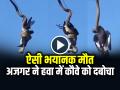 VIDEO: अजगर ने हवा में कौवे को दबोचा, ऐसी भयानक मौत, देखें वीडियो - Hindi News | Python hunted a crow by hanging from a pole such a horrible death video goes viral | Latest weird News at Lokmatnews.in