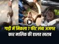 VIDEO: गाड़ी में निकला 7 फीट लंबा अजगर, कार मालिक की हालत खराब, देखें वायरल वीडियो - Hindi News | Python Snake in car bonnet video goes viral on social media | Latest weird News at Lokmatnews.in