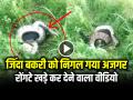 VIDEO: जिंदा बकरी को निगल गया अजगर, रोंगटे खड़े कर देने वाला वीडियो - Hindi News | Python Swallows Goat Video Goes viral on social media | Latest weird News at Lokmatnews.in