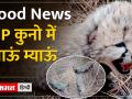 Kuno National Park में तीन Cheetah शावकों का जन्म, PM Modi ने किया था उद्घाटन - Hindi News | Three Cheetah cubs born in Kuno National Park, inaugurated by PM Modi | Latest india Videos at Lokmatnews.in