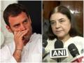 न्यूनतम आय गारंटी: चाची मेनका गांधी ने राहुल को बताया 'शेखचिल्ली' - Hindi News | Lok Sabha Election 2019: Maneka Gandhi says I do not answer to SheikhChillis on Rahul Gandhi Minimum Income Scheme | Latest india News at Lokmatnews.in