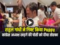 VIDEO: राहुल गांधी ने मल्लिकार्जुन खड़गे की पोती को दिया पप्पी गिफ्ट, देखें वायरल वीडियो - Hindi News | Rahul Gandhi Gift a Cute Puppy Dog to mallikarjun kharge Granddaughter birthday watch video | Latest weird News at Lokmatnews.in