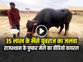 35 लाख के भैंसे युवराज का जलवा, राजस्थान के पुष्कर मेले का वीडियो वायरल - Hindi News | Rajasthan Pushkar Cattle Fair Buffalo Yuvraj Price at 35 Lakh Video Viral | Latest weird News at Lokmatnews.in