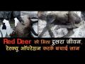 वायरल वीडियो: ठंडक में तड़प रहे Red Deer की नर्स ने बचाई जान - Hindi News | | Latest weird Videos at Lokmatnews.in