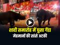 VIDEO: शादी समारोह में घुसा गेंडा, मेहमानों की सांसे अटकी, देखें वायरल वीडियो - Hindi News | Rhino Enters Wedding Ceremony Video Goes Viral on Social Media | Latest weird News at Lokmatnews.in